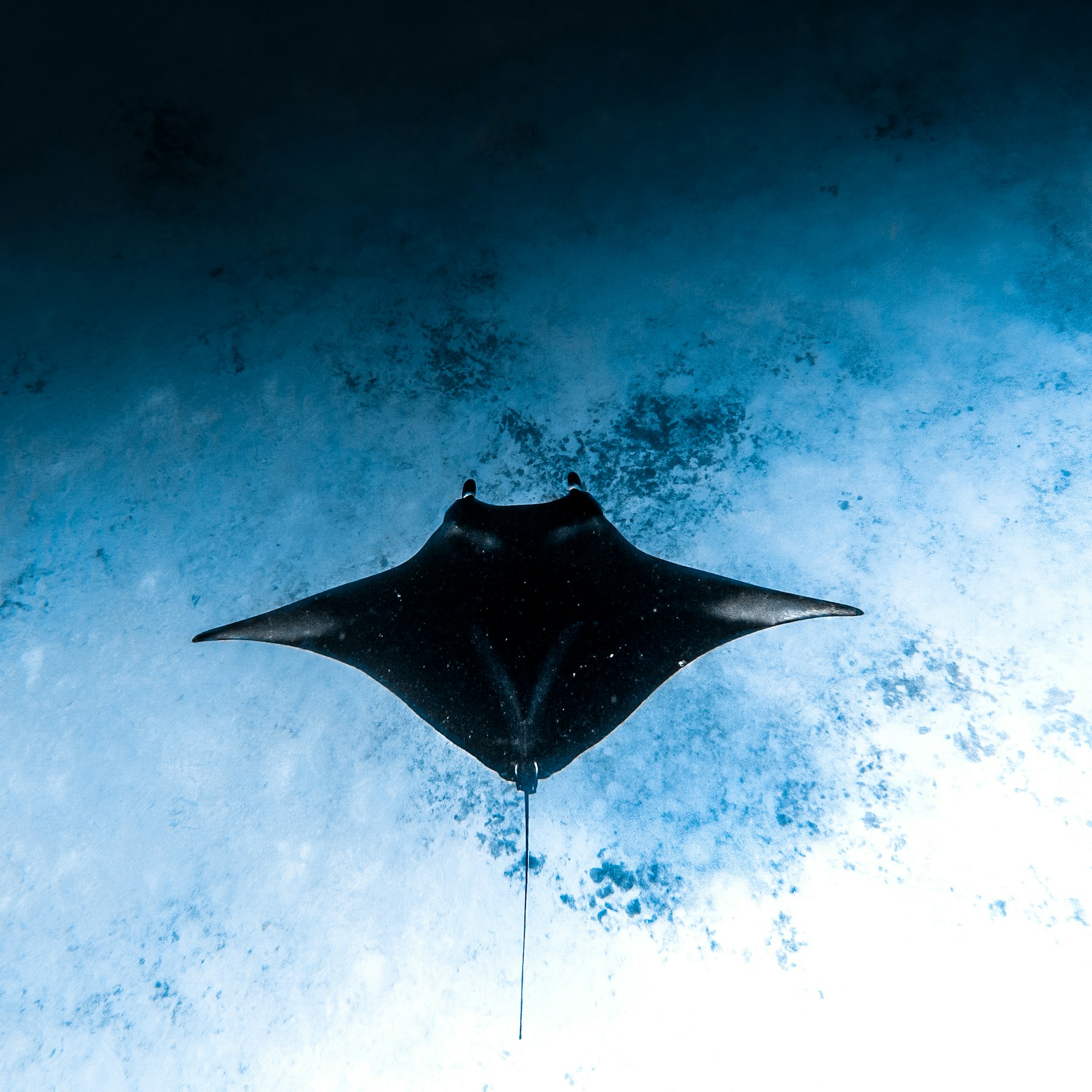 Manta oceánica vista bajo el agua en Maldivas