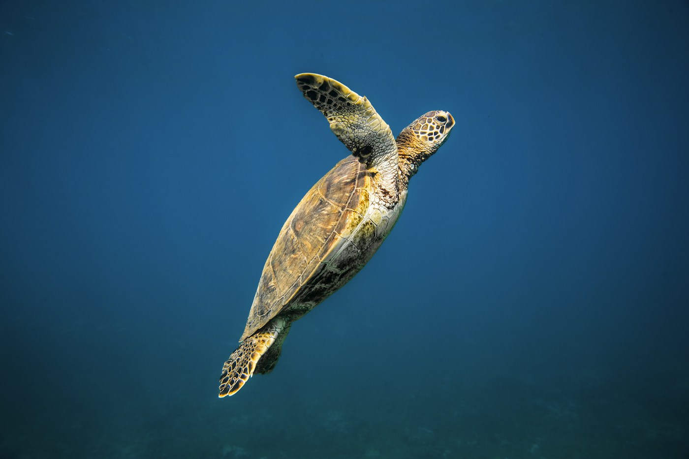 Tortuga verde nadando en aguas de Maui